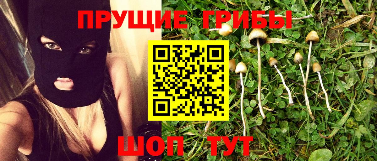 Псилоцибиновые грибы Psilocybe Лениногорск