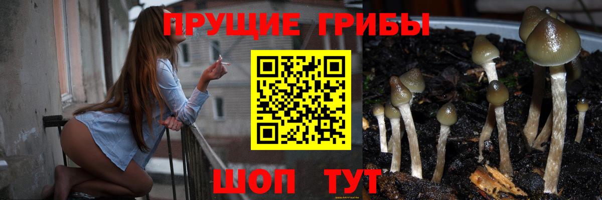 Лениногорск  Галлюциногенные грибы Psilocybe  Галлюциногенные грибы Psilocybe  Вход с VPN 